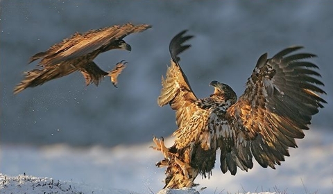 adler fight